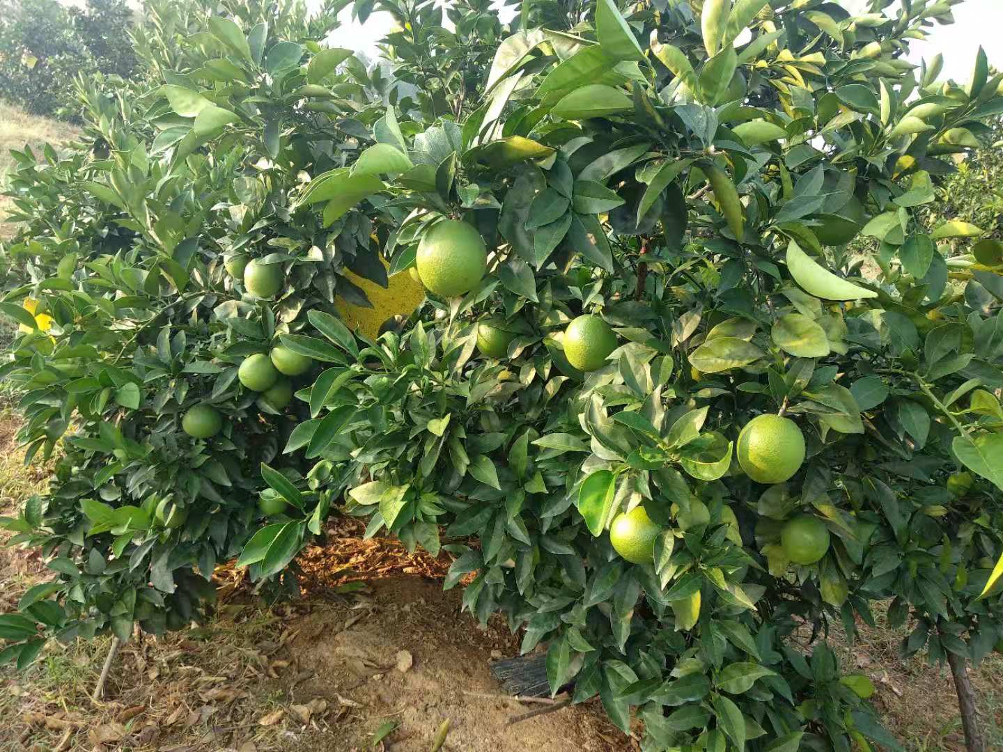 脐橙江西脐橙赣南脐橙